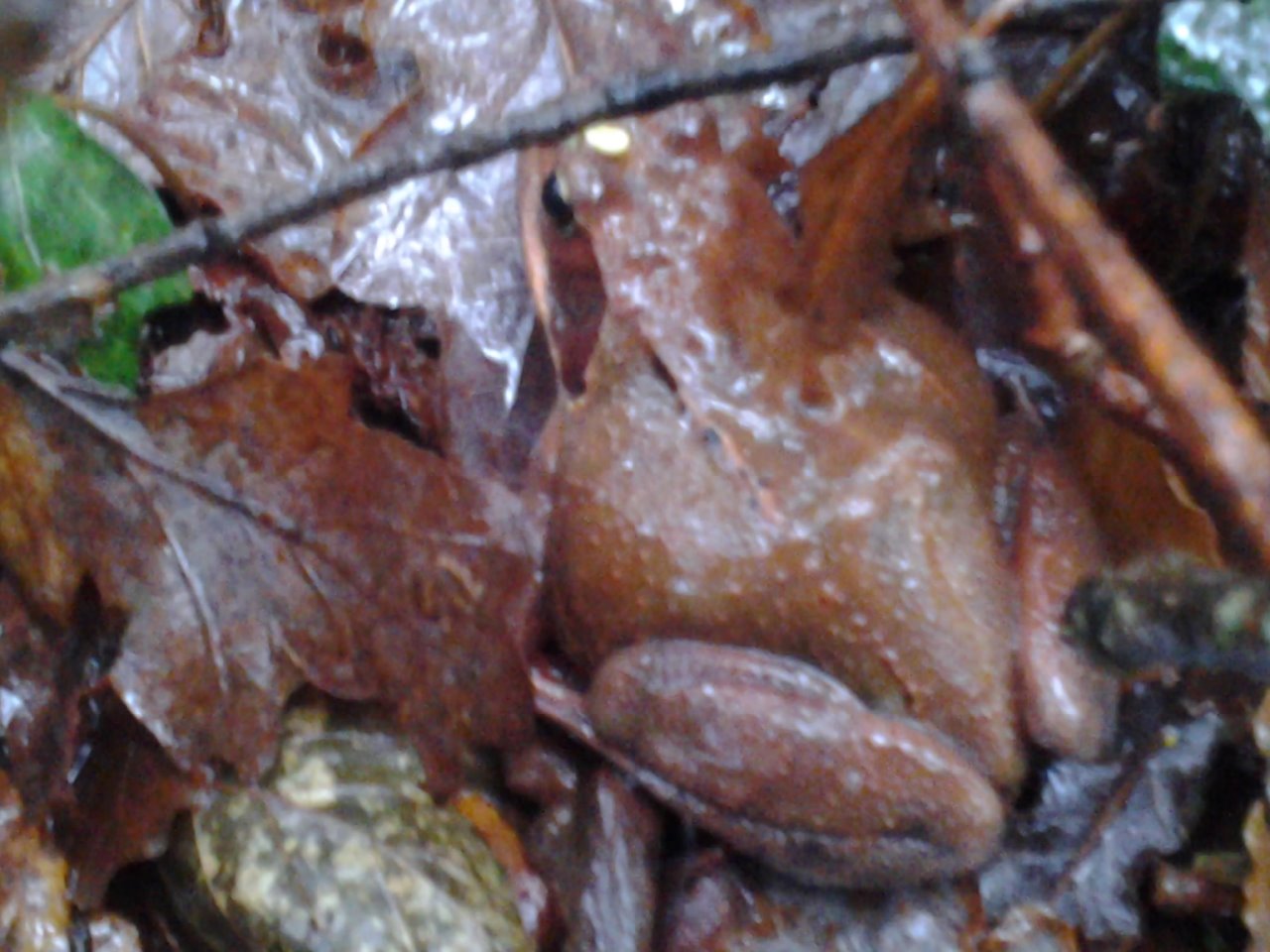 rana bermeja en Iraizotz